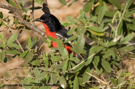 Crimson-breasted Shrike, Chobe National Park, Botswana