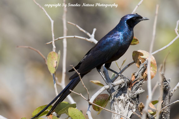 Long-tailed Starling,  Chobe National Park, Botswana