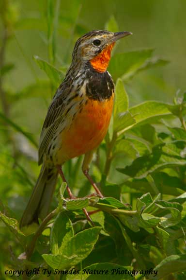 Rosy-breated Longclaw, Ngorongoro Crater, Tanzania