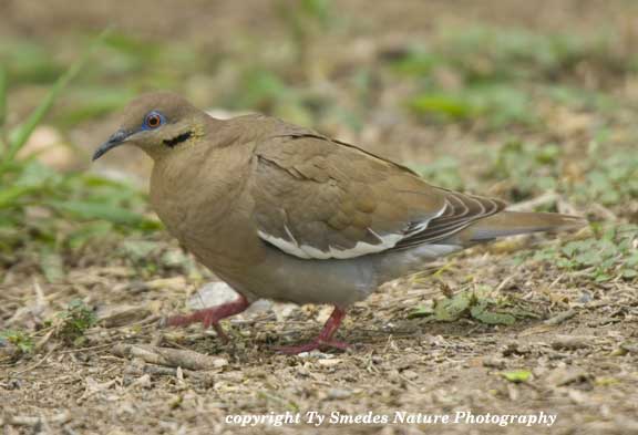 White-winged Dove