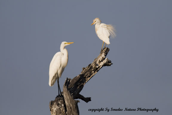 Yellow-billed Egret with Cattle Egret, Okavango Delta, Botswana
