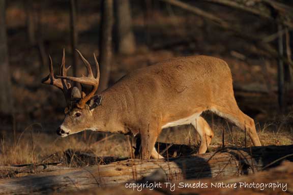 12pt Whitetail Buck on the move, during rut