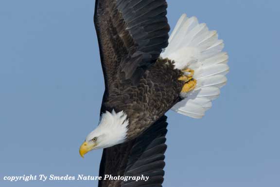 Swooping Bald Eagle