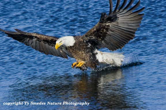 Bald Eagle catching Gizzard Shad in the Des Moines River