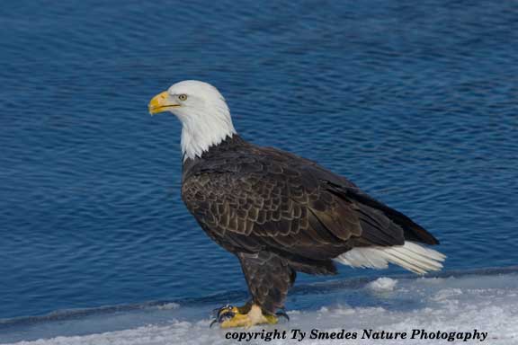 Bald Eagle on Ice of Des Moines River