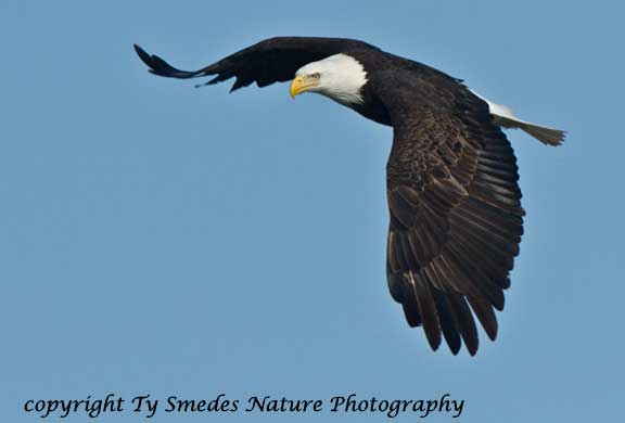 Bald Eagle soaring over the Des Moines River