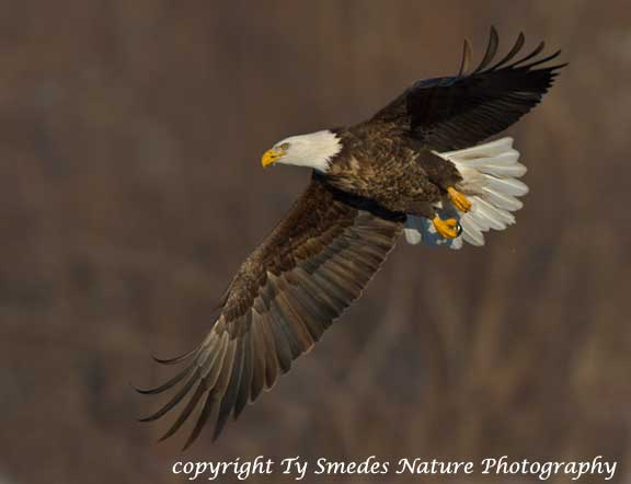 Bald Eagle soaring over the Des Moines River