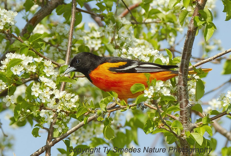 Baltimore Oriole Male Nectaring on Apple Blossom
