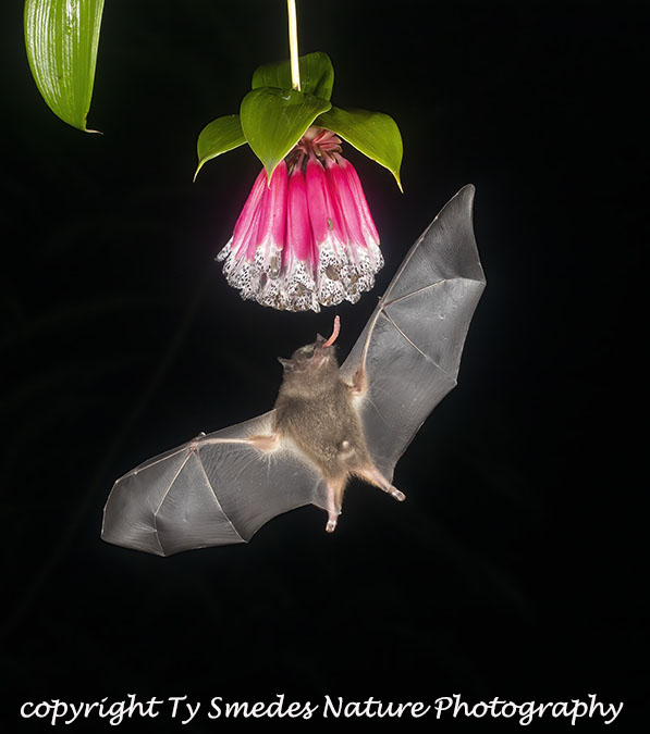 Geofroy's Bat Nectaring at Flower