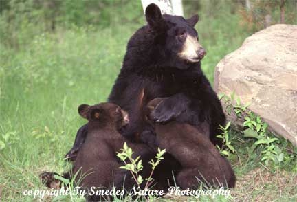 Mother Black Bear Suckling Cubs
