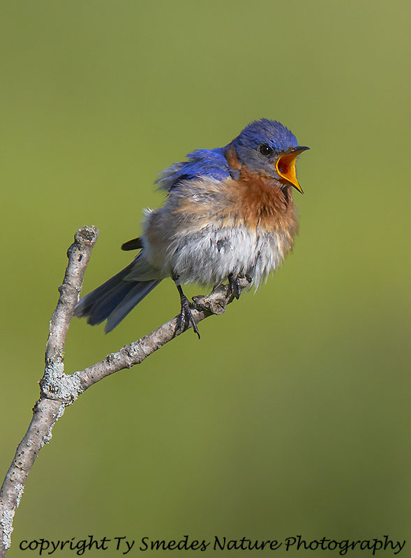 Male Eastern Bluebird 