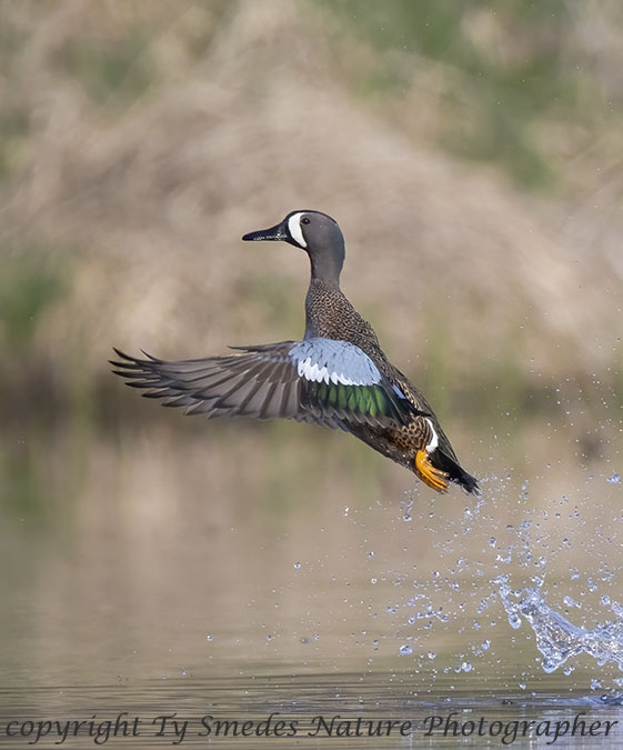Blue-winged Teal Drake Takeoff from Water