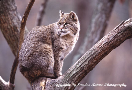 Bobcat in tree