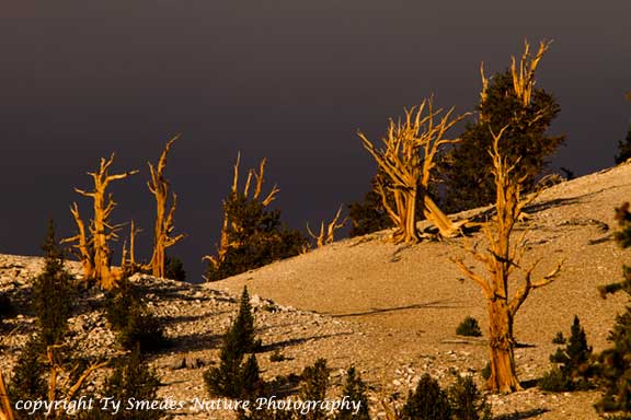 Bristlecone Pines - Eastern Sierras