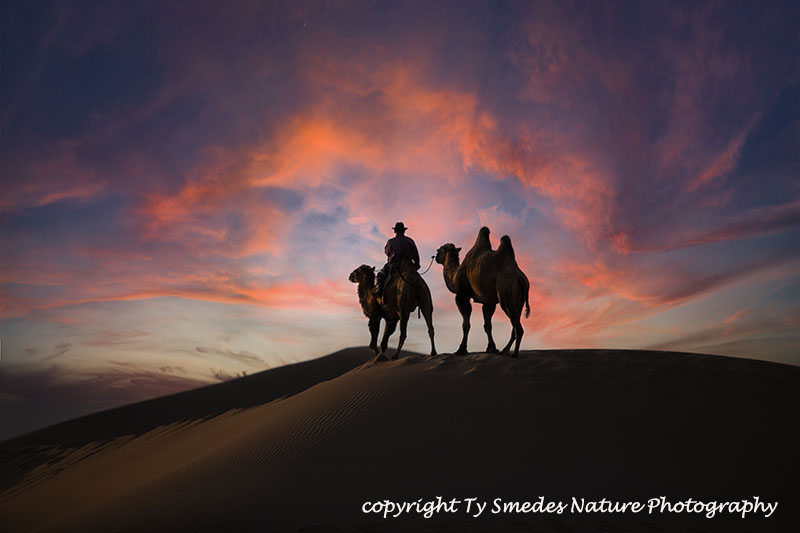 Camels Herder in Gobi Desert of Mongolia