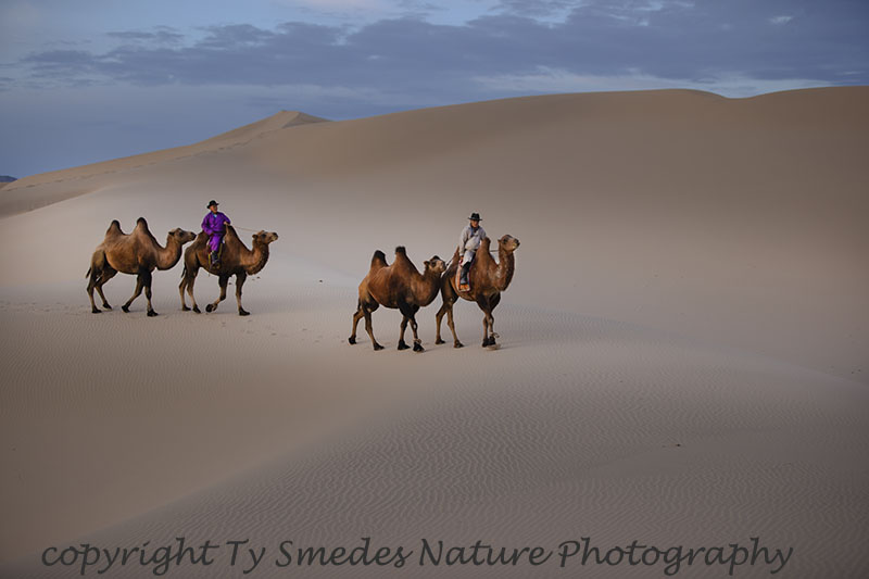 Camel Herders in Gobi Desert of Mongolia