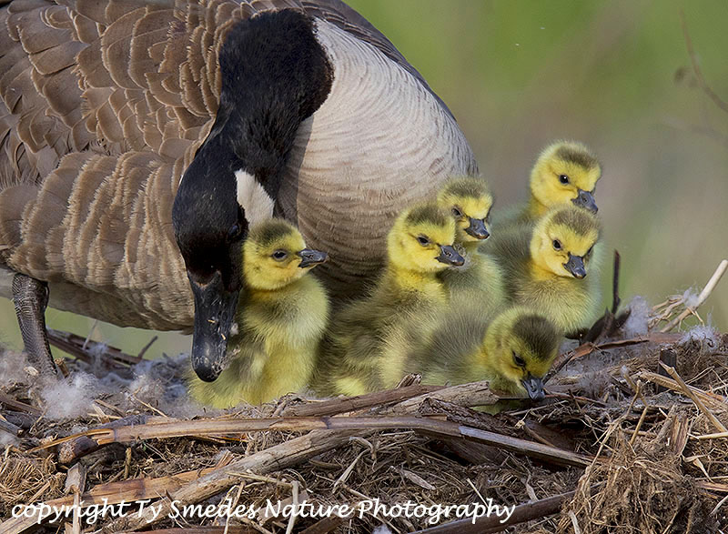 Canada Goose hatch