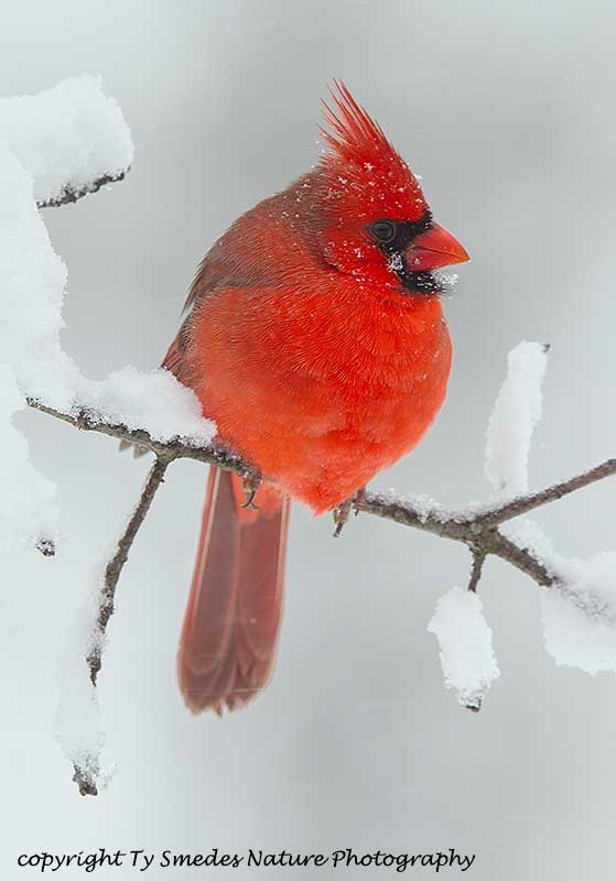 Male Northern Cardinal in Snowstorm