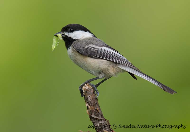 Black-capped Chickadee with green worm