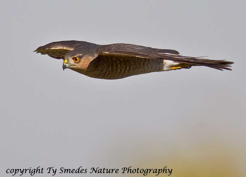 Coopers Hawk (adult) Fly-by