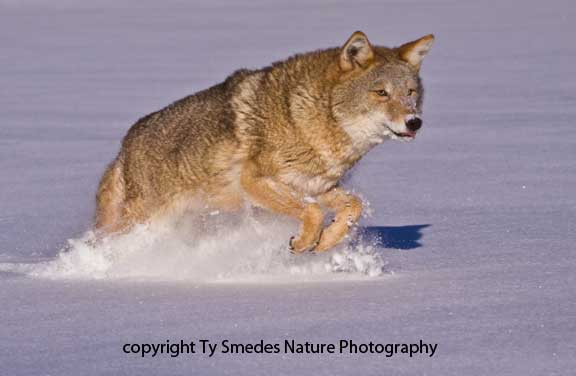 Coyote leaping through the snow