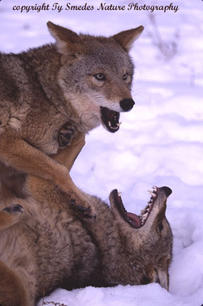 Coyotes fighting at deer carcass