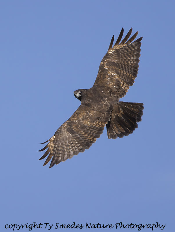 Dark Morph Harlans Redtail Hawk