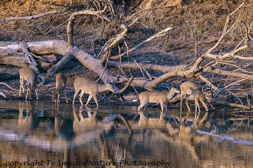 Five Whitetail Deer at River's Edge