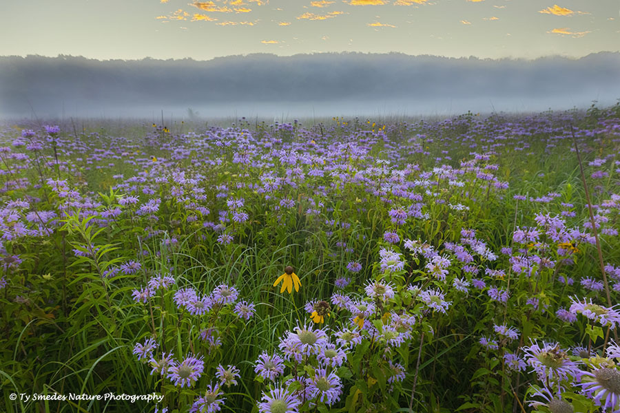 Pre-sunrise Prairie Closeup - Delaney Prairie