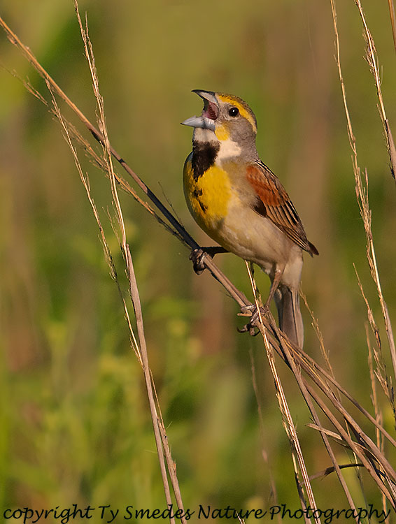 Dickcissel Singing from Indian Grass Perch