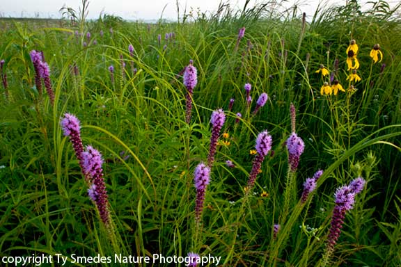 A prairie in north central Iowa