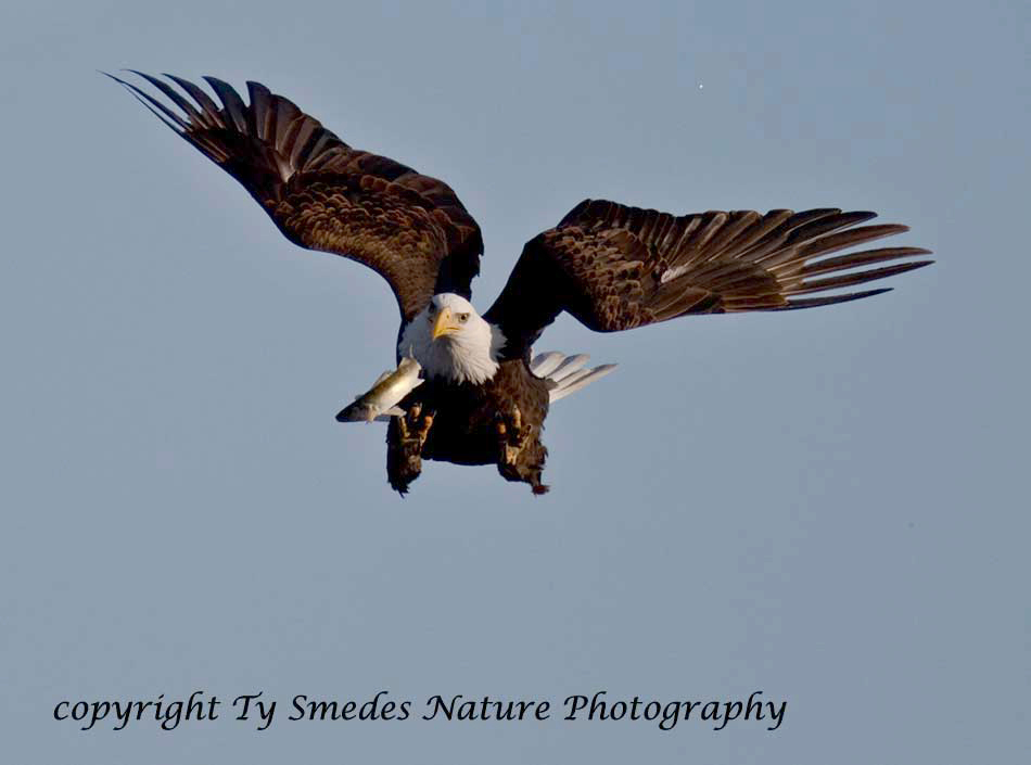 A Bald Eagle trys to recapture a fish which was lost in a mid-air scrape with another eagle