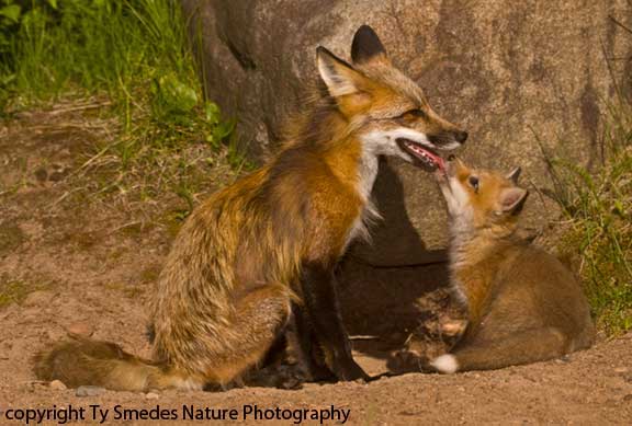 Red Fox Vixen & Kit touching noses