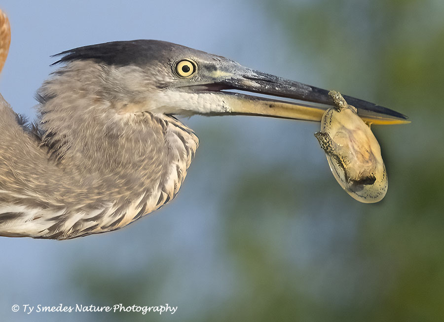 Great Blue Heron with Soft-shell Turtle closeup