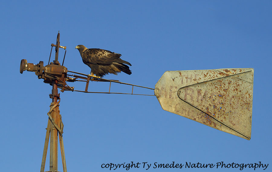 Golden Eagle sitting on an old windmill