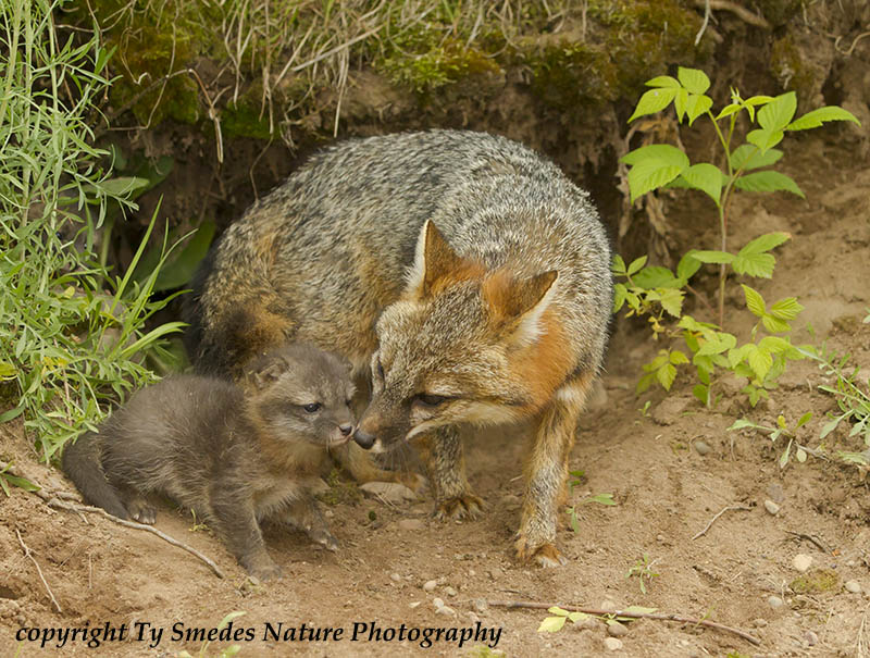 Gray Fox and Kit at den