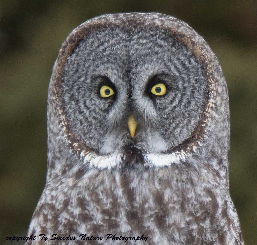 Great Gray Owl Close-up