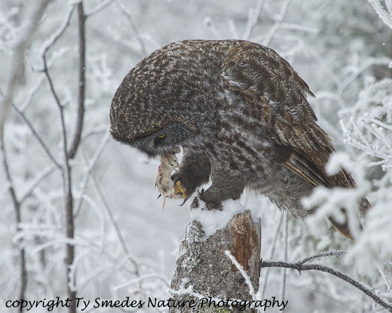 Great Gray Owl eating Vole