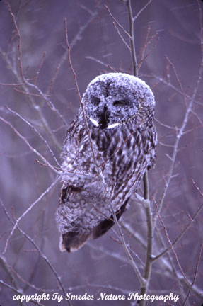 Great Gray Owl riding out a snowstorm