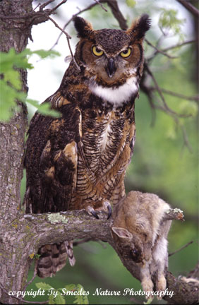 Greathorned Owl with Cottontail Rabbit