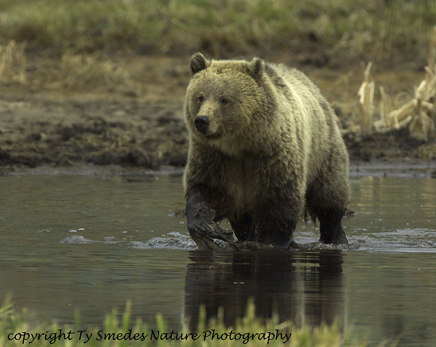 Grizzly Water Crossing