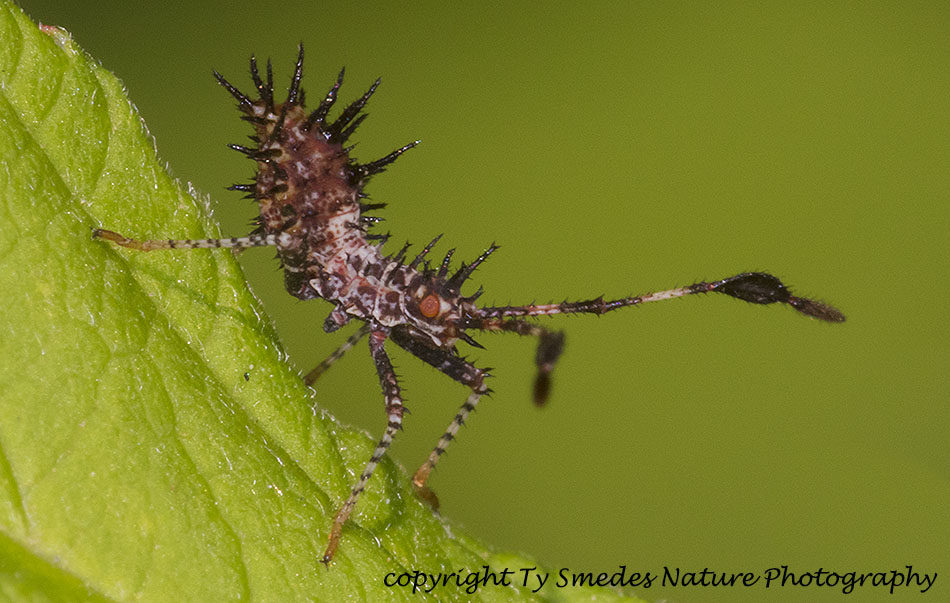 Helmeted Squash Bug Nymph