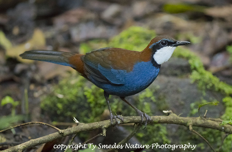 Jewell Babbler - West Papua