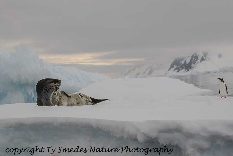 Leopard Seal and Gentoo Penguin, Yalour Islands, Antarctic Peninsula