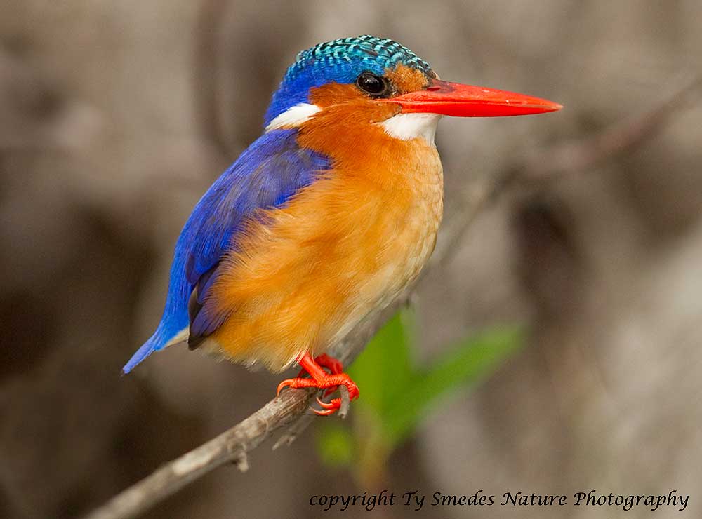 Malachite Kingfisher - Okavango Delta, Botswana