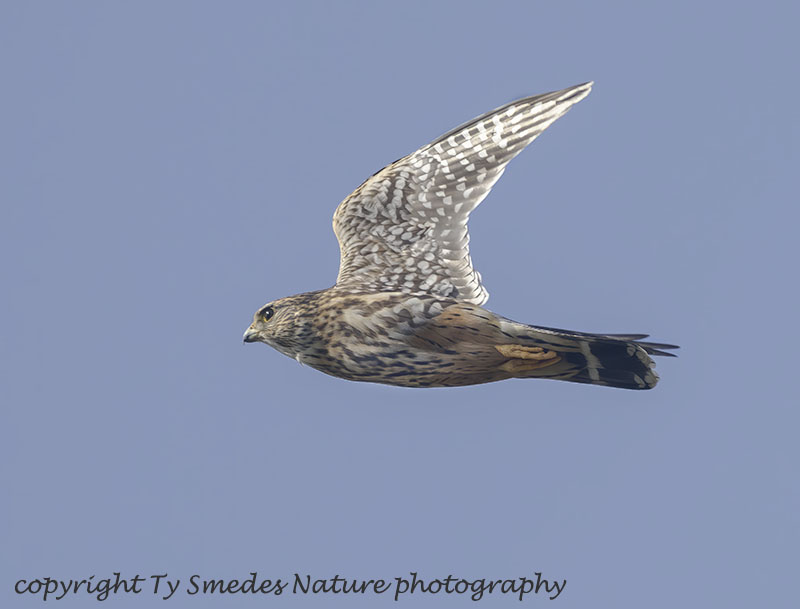 Merlin (Prairie Race)