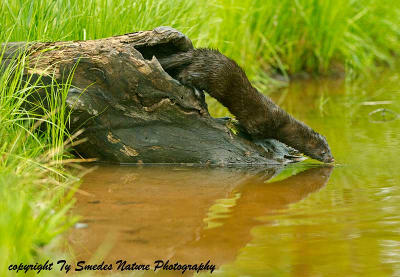 Mink on Log with Reflection