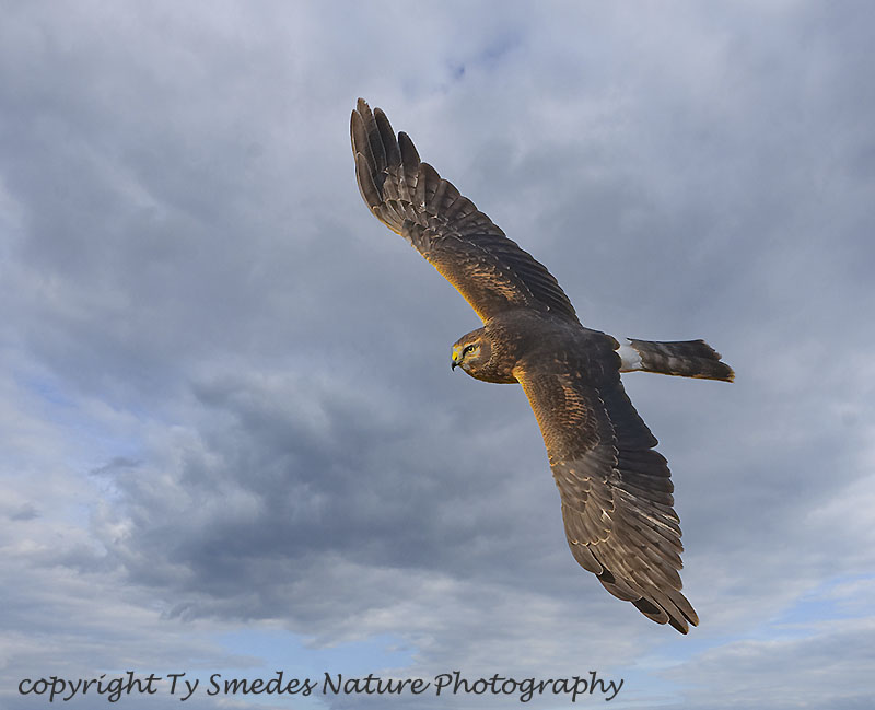Juvenile Male Northern Harrier Hunting