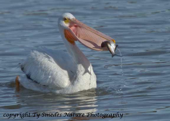 An American White Pelican gulps down a Gizard Shad