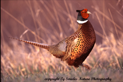 Strutting Ring-necked Pheasant